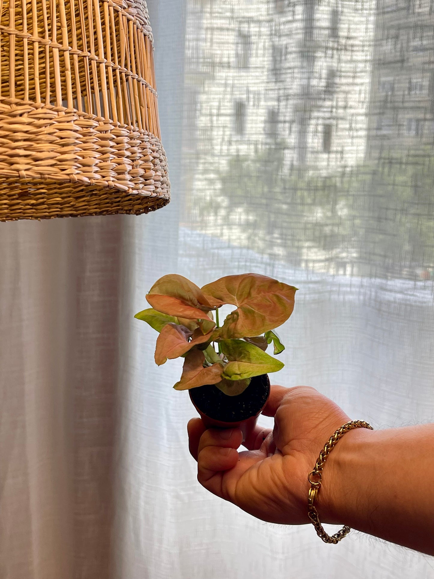 Syngonium podophyllum pink