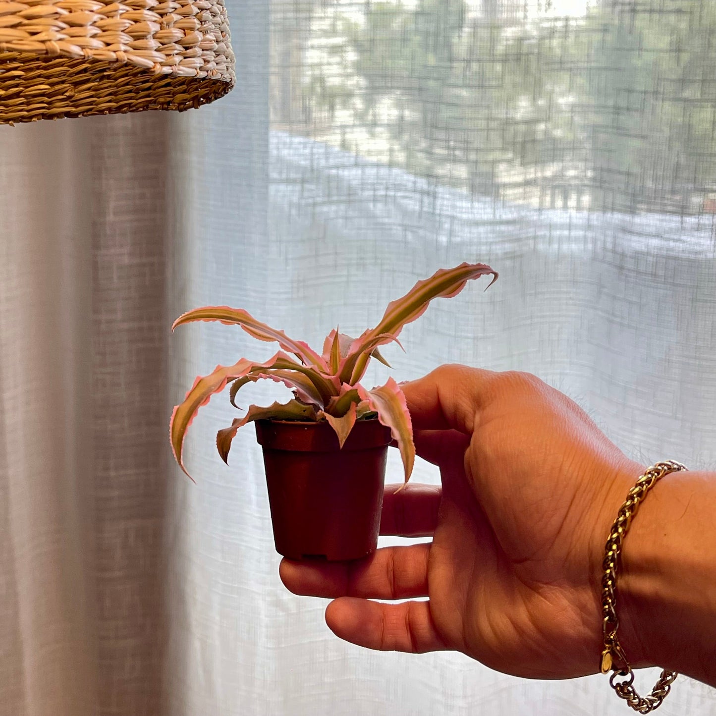 Cryptanthus bivittatus