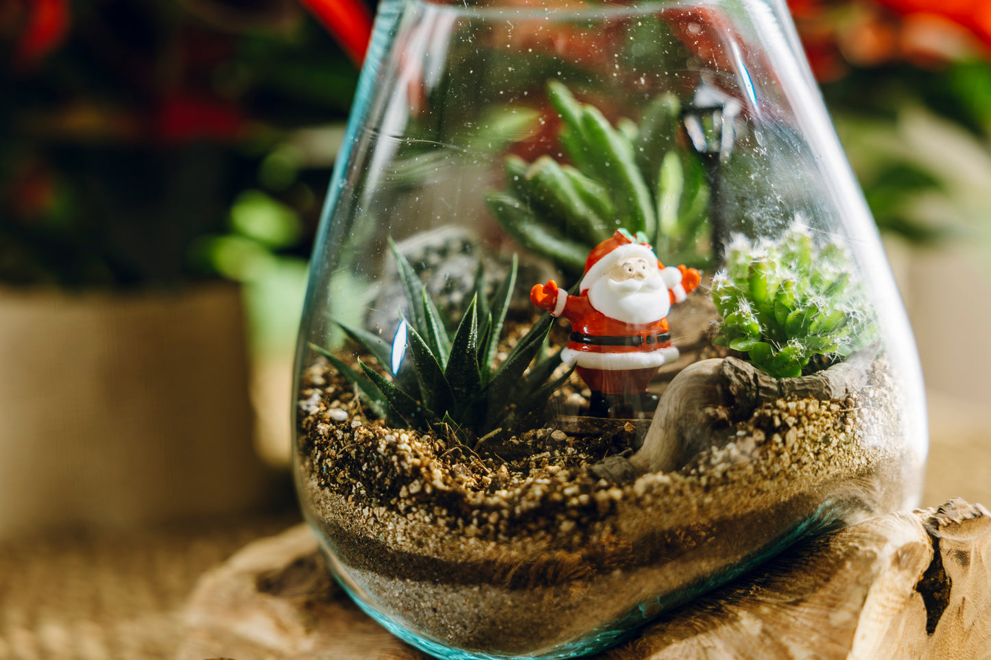 Terrario Poblet Navidad - Edición Especial