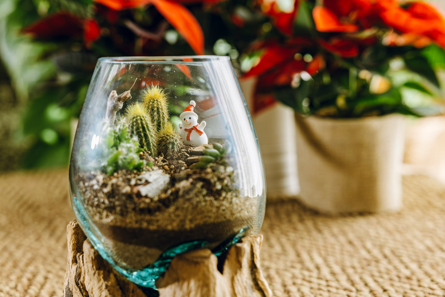 Terrario Montseny Navidad - Edición Especial