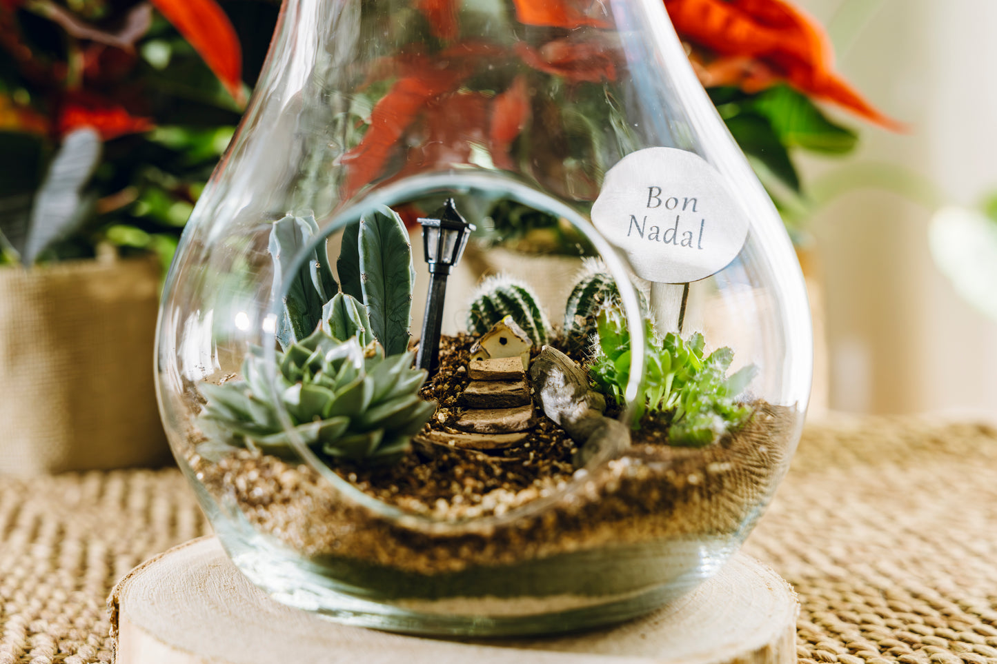 Terrario Pera Navidad - Edición Especial