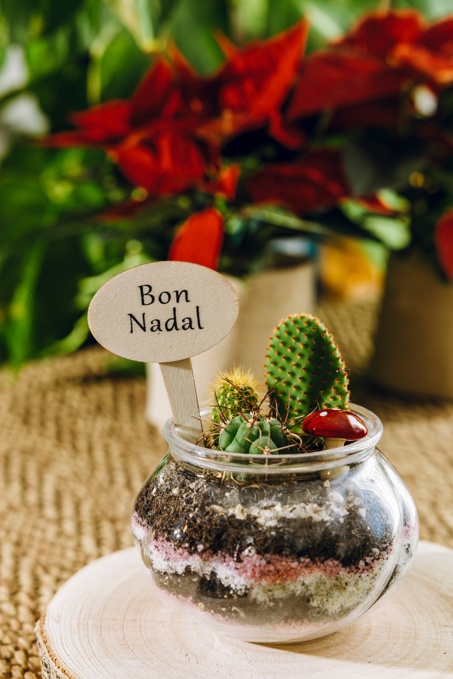 Jardín Ipala Navidad - Edición Especial