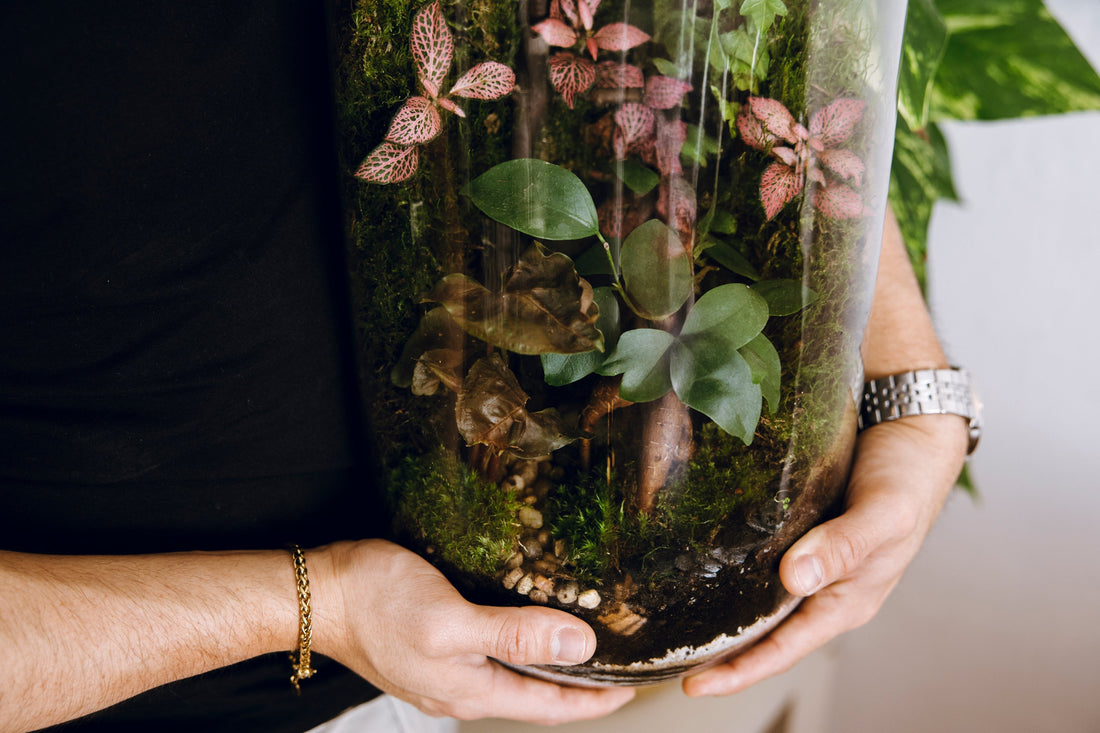 Tu primer terrario: guía esencial para mantenerlo vivo y bonito