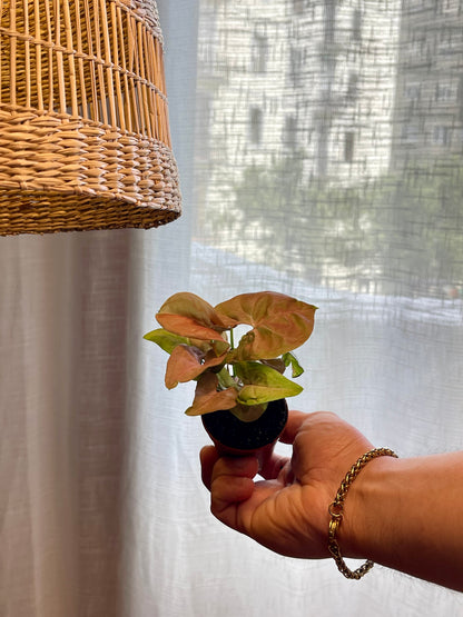 Syngonium podophyllum pink