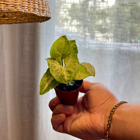 Syngonium podophyllum green