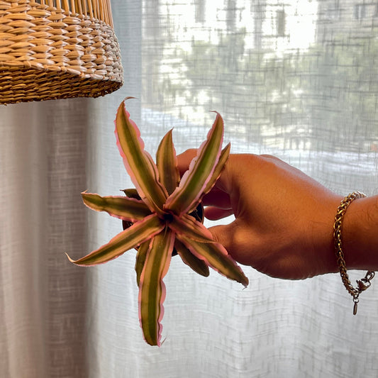 Cryptanthus bivittatus