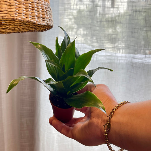 Dracaena compacta