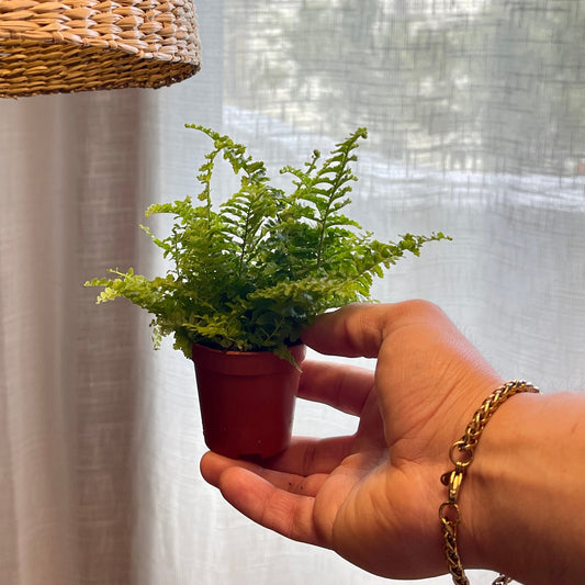 Nephrolepis exaltata (Helecho mini)