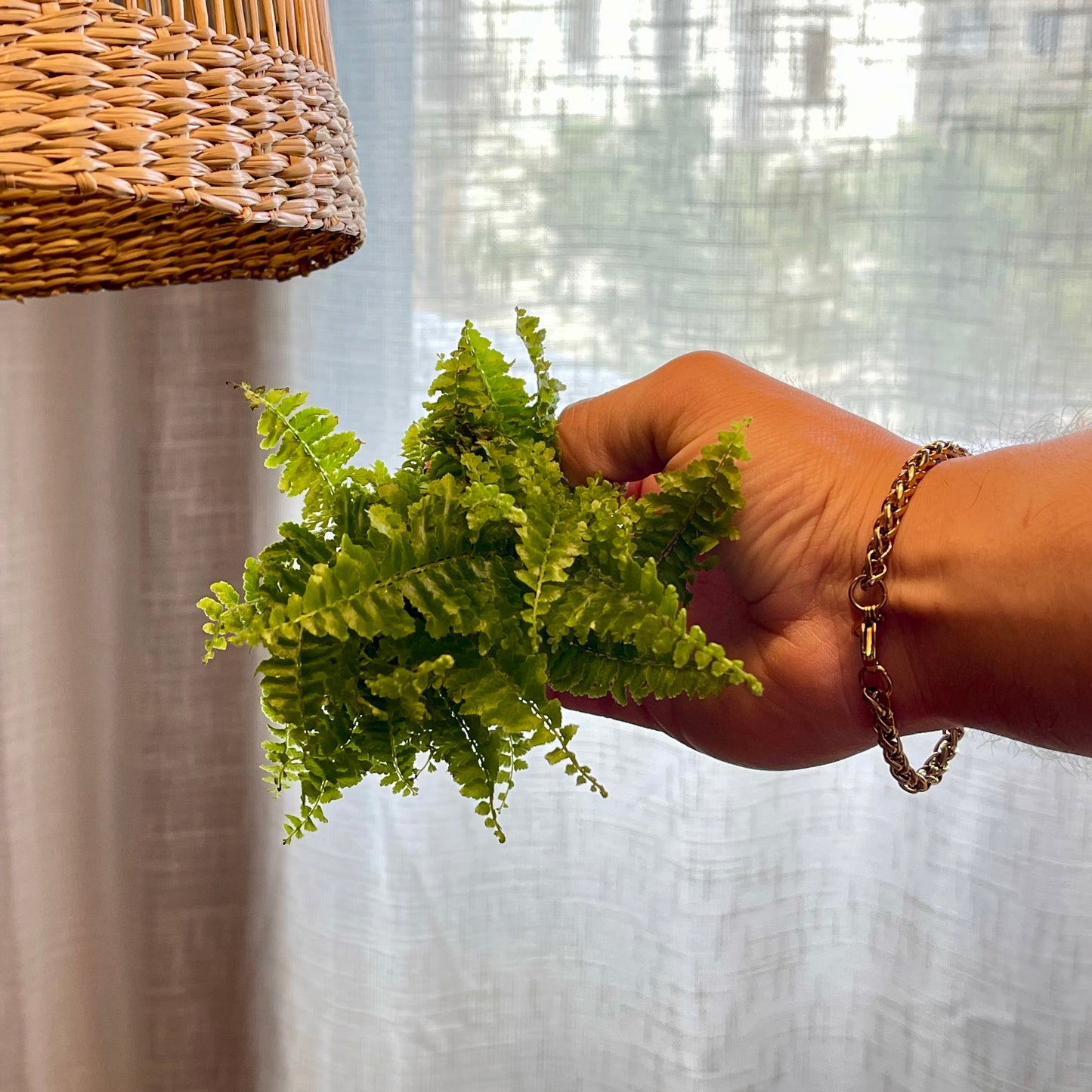 Nephrolepis exaltata (Helecho mini)