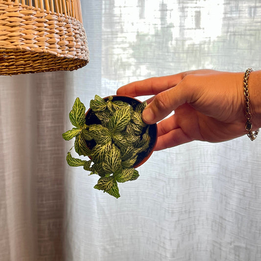Fitonia green