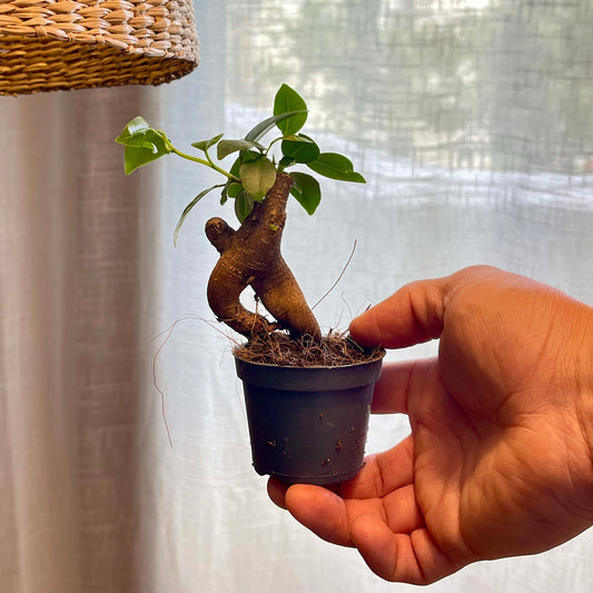 Ficus microcarpa 'Ginseng' mini