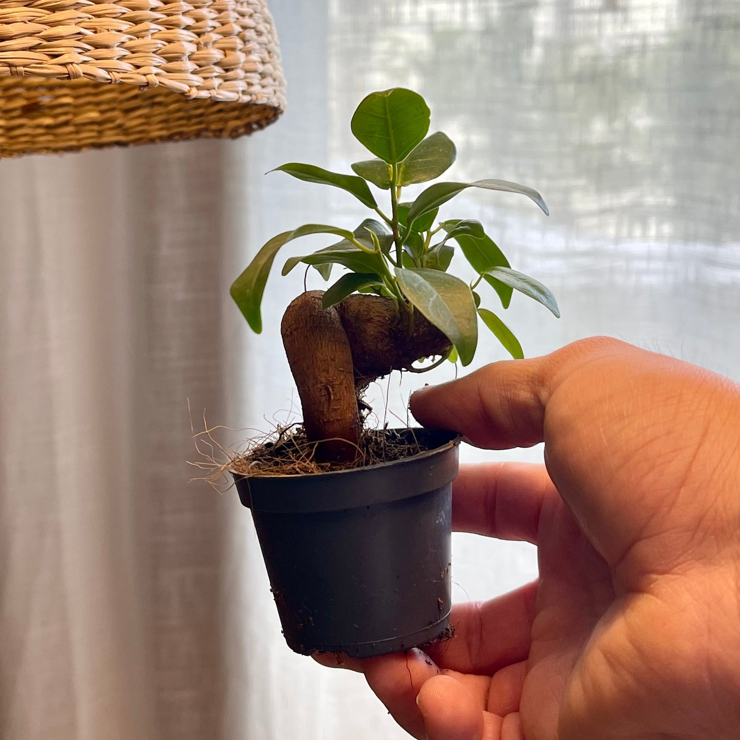 Ficus microcarpa 'Ginseng' mini