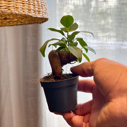 Ficus microcarpa 'Ginseng' mini