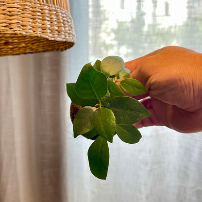 Ficus microcarpa 'Ginseng' mediano