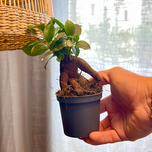 Ficus microcarpa 'Ginseng' mediano