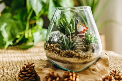 Terrario Poblet Navidad - Edición Especial