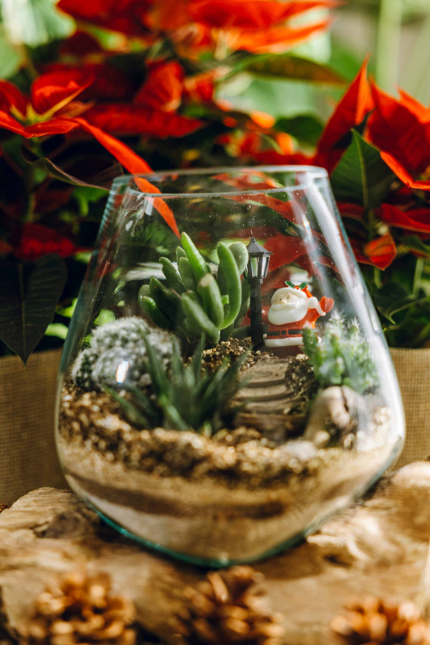 Terrario Poblet Navidad - Edición Especial