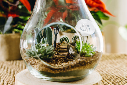 Terrario Pera Navidad - Edición Especial