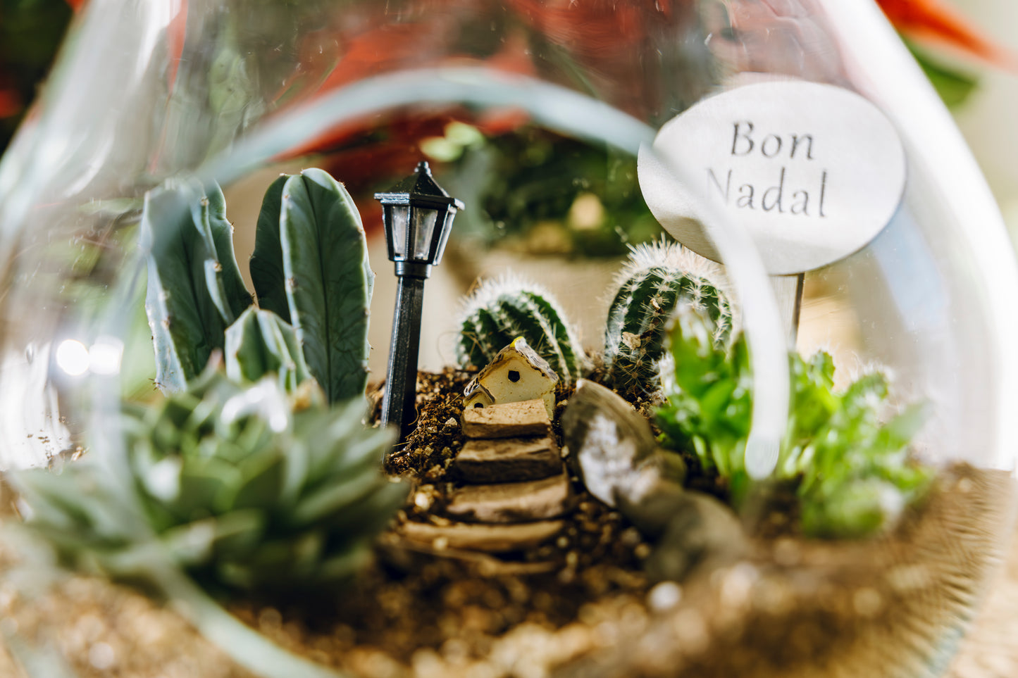 Terrario Pera Navidad - Edición Especial