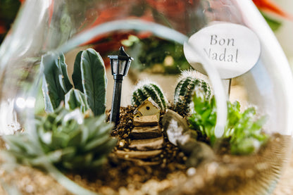 Terrario Pera Navidad - Edición Especial