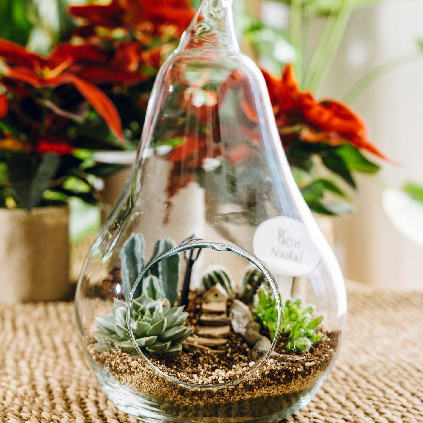 Terrario Pera Navidad - Edición Especial