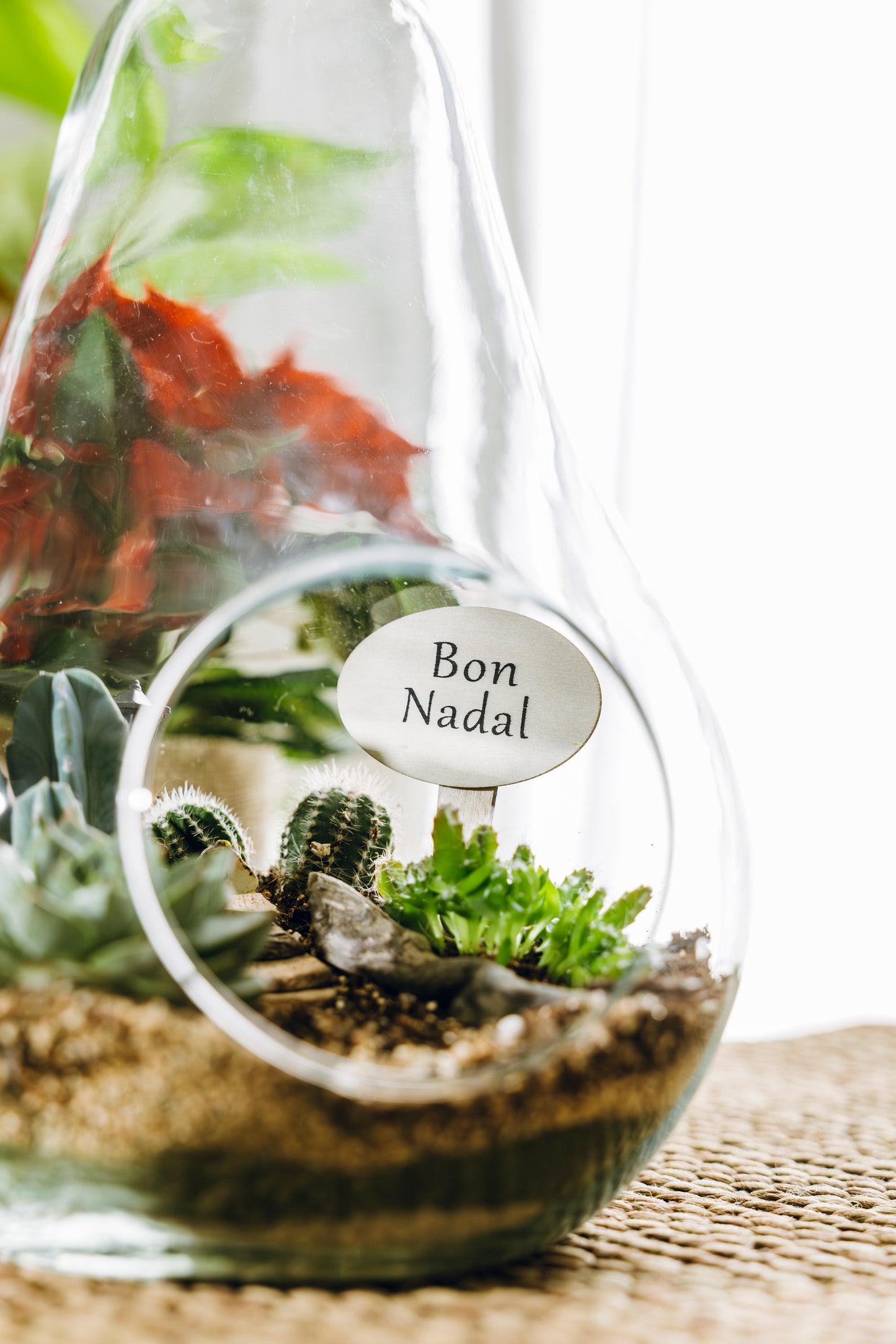 Terrario Pera Navidad - Edición Especial