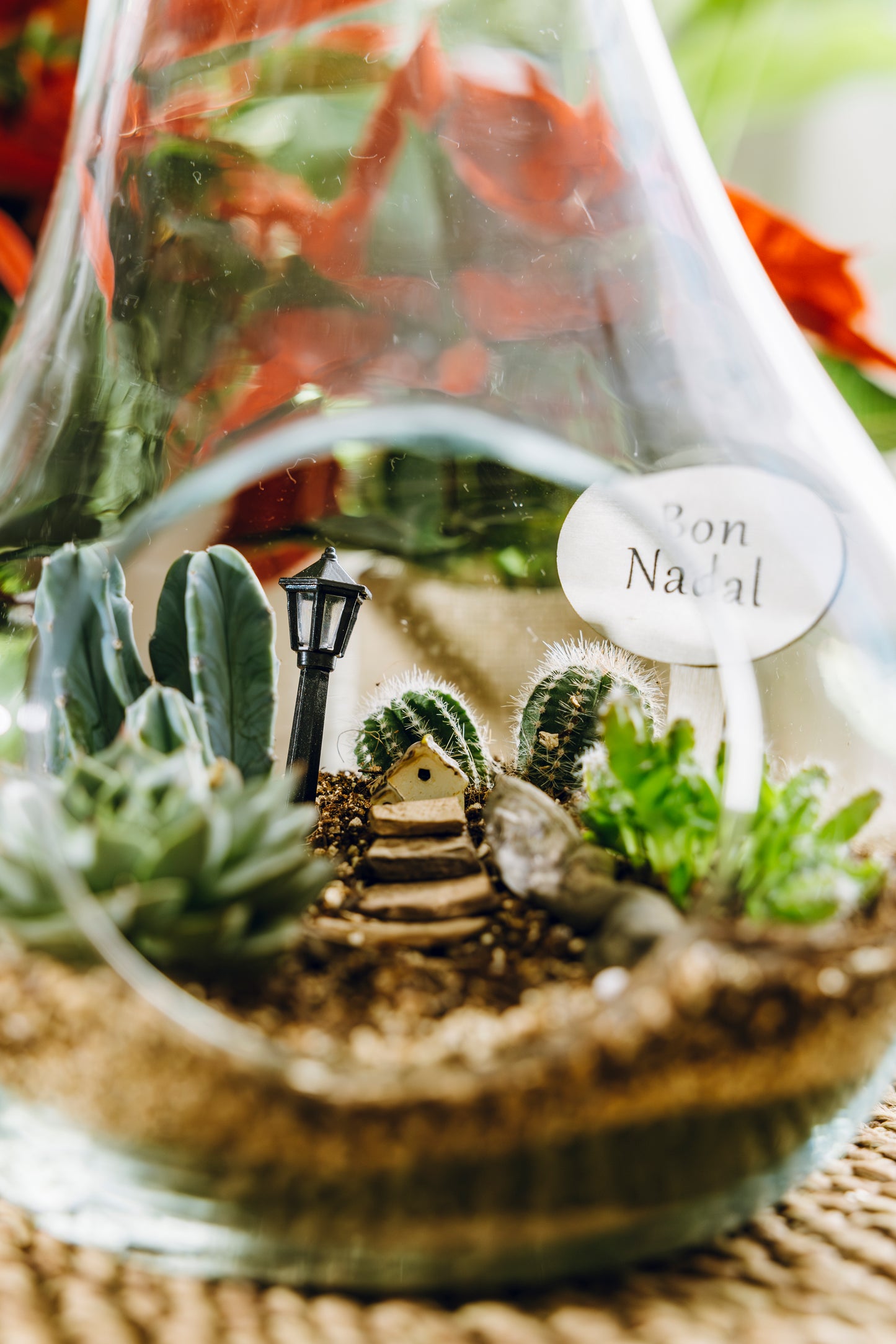 Terrario Pera Navidad - Edición Especial