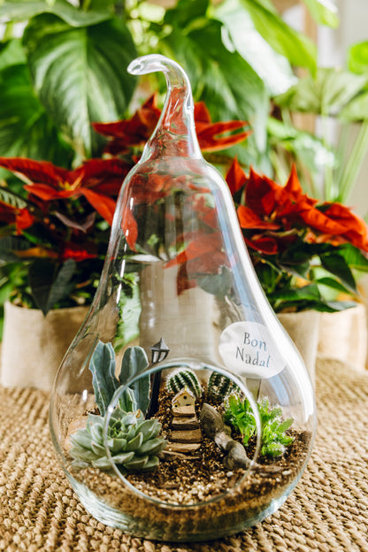 Terrario Pera Navidad - Edición Especial