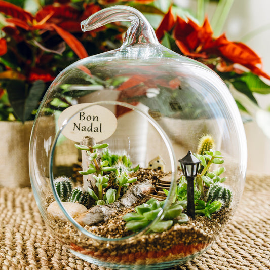 Terrario Poma Navidad - Edición Especial