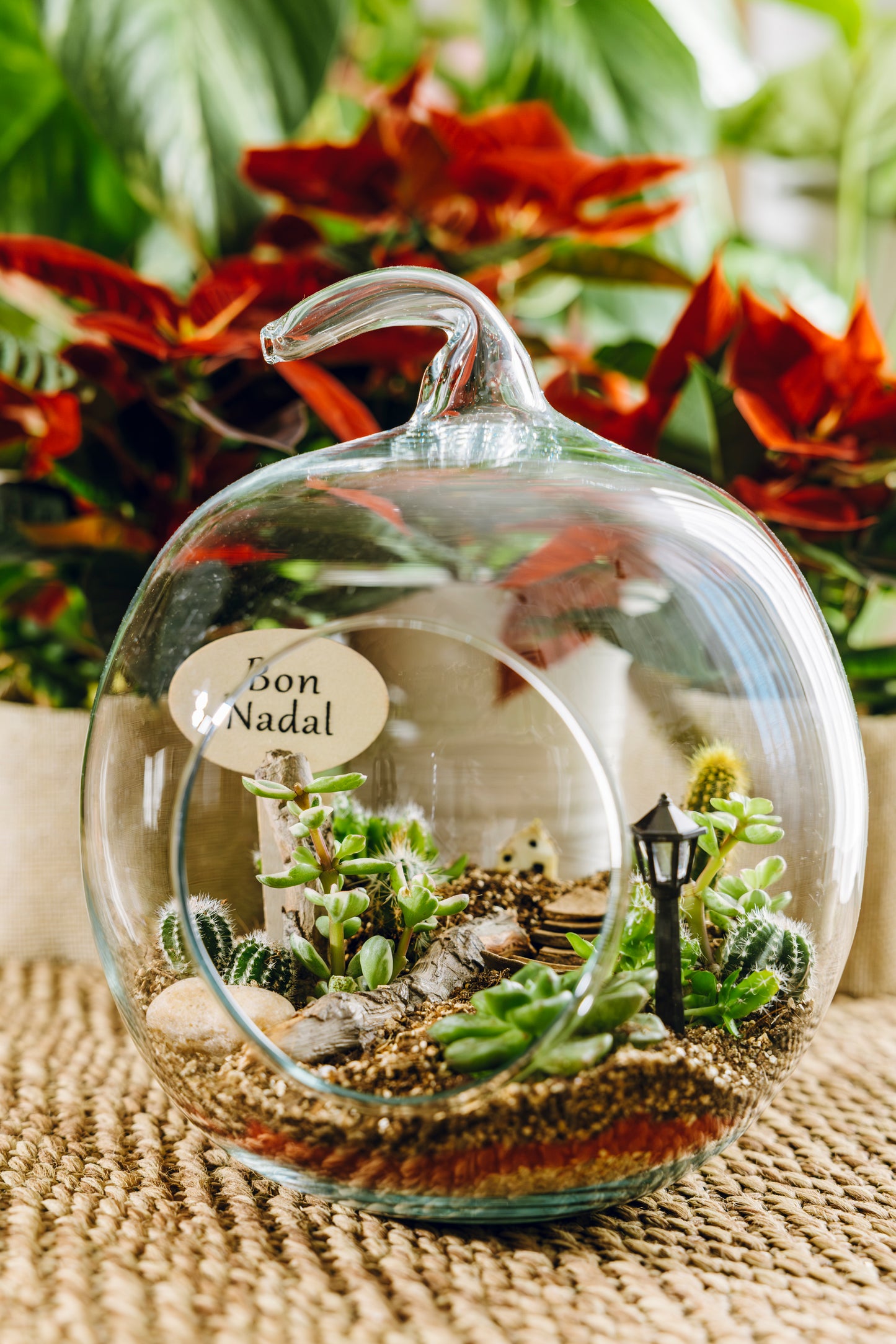 Terrario Poma Navidad - Edición Especial