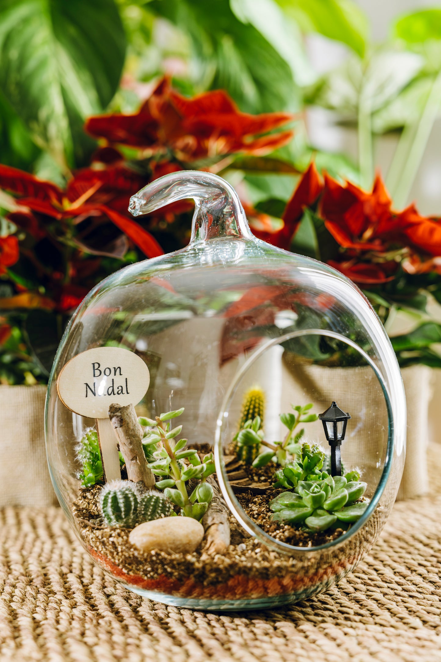 Terrario Poma Navidad - Edición Especial