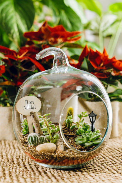 Terrario Poma Navidad - Edición Especial