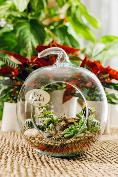 Terrario Poma Navidad - Edición Especial