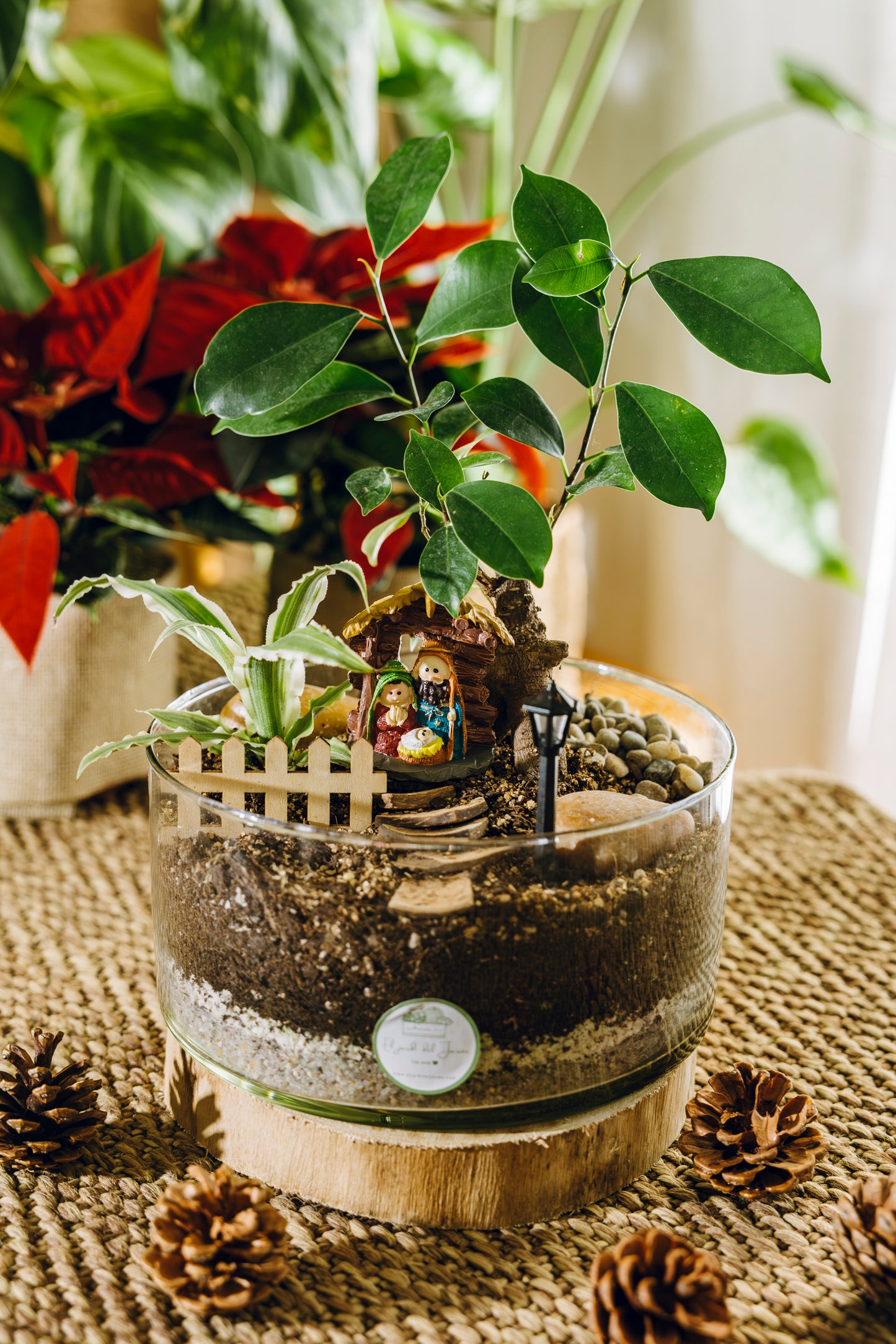 Terrario Ceiba Navidad - Edición especial