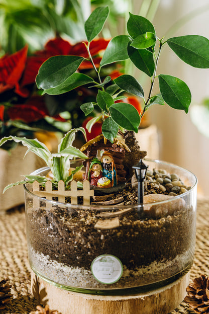 Terrario Ceiba Navidad - Edición especial