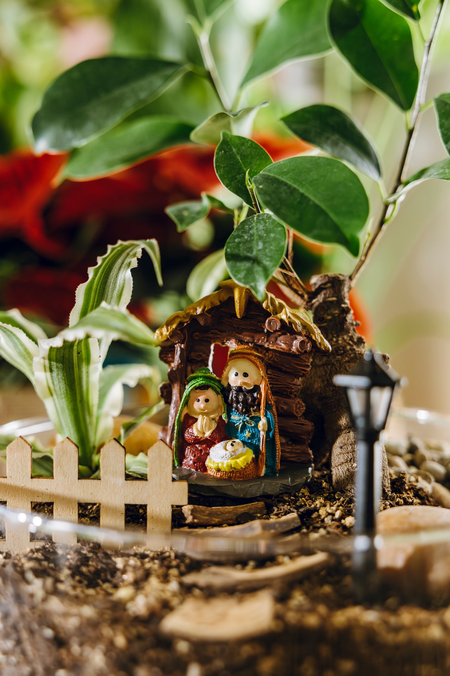 Terrario Ceiba Navidad - Edición especial