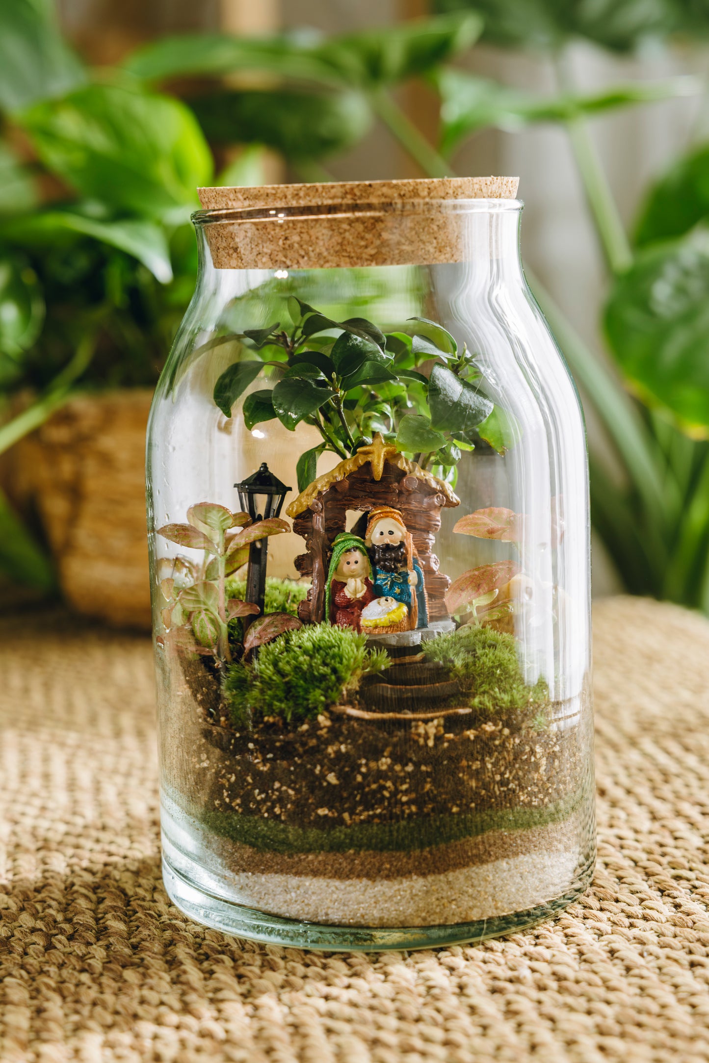 Terrario Sarrià Navidad - Edición espeial